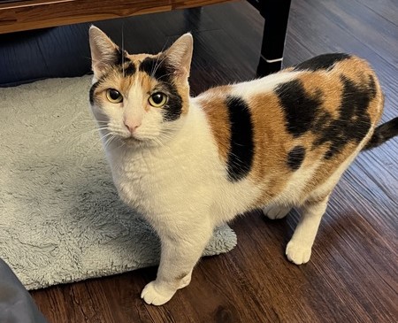 a calico cat standing while looking directly to the camera.